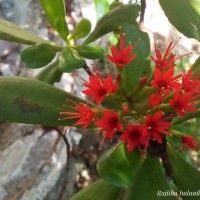 Lumnitzera littorea (Jack) Voigt